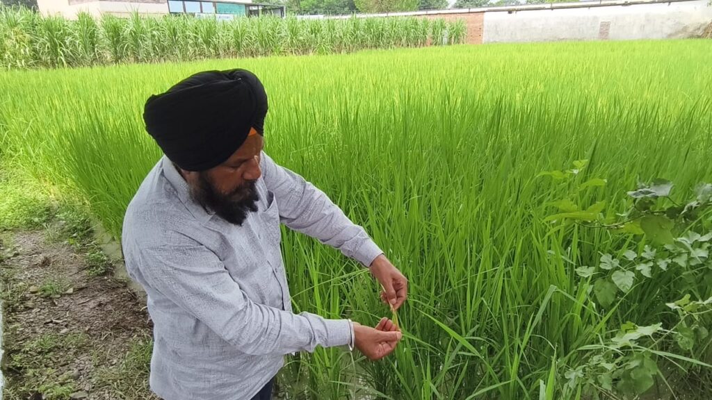 बारिश से धान की फसल पर संकट, किसानों की बढ़ी चिंता। 68