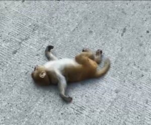 हरिद्वार प्रशासन की बड़ी लापरवाही — करोड़ों की योजनाओं के बावजूद जानवरों की हो रही मौतें। घायल बंदर की पाँच घंटे की तड़प ने बेनकाब कर दिया पूरा सिस्टम। 274