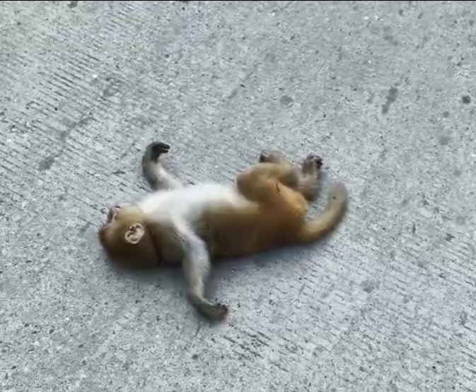 हरिद्वार प्रशासन की बड़ी लापरवाही — करोड़ों की योजनाओं के बावजूद जानवरों की हो रही मौतें। घायल बंदर की पाँच घंटे की तड़प ने बेनकाब कर दिया पूरा सिस्टम। 40