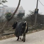 लापता युवक का शव गंगनहर किनारे मिला, जन्मदिन के दिन हुआ अंतिम संस्कार